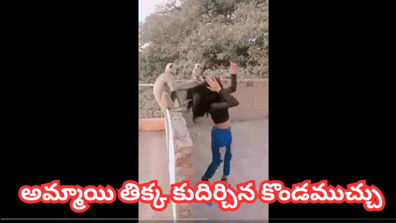 Video: కొండముచ్చుకే దమ్మీ ఇద్దామనుకుంది.. దెబ్బకు అమ్మాయి తిక్క కుదిర్చిందిగా.. జట్టు పట్టుకుని ఏం చేసిందంటే