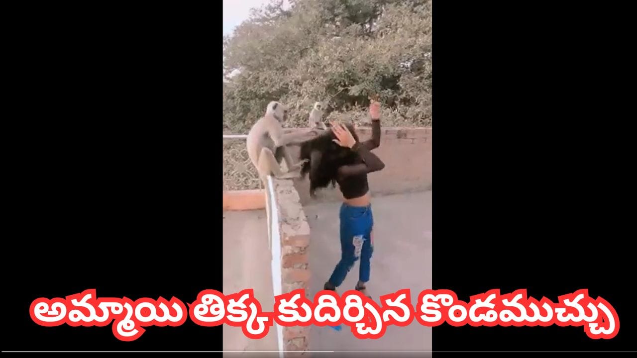 Video: కొండముచ్చుకే దమ్మీ ఇద్దామనుకుంది.. దెబ్బకు అమ్మాయి తిక్క కుదిర్చిందిగా.. జట్టు పట్టుకుని ఏం చేసిందంటే