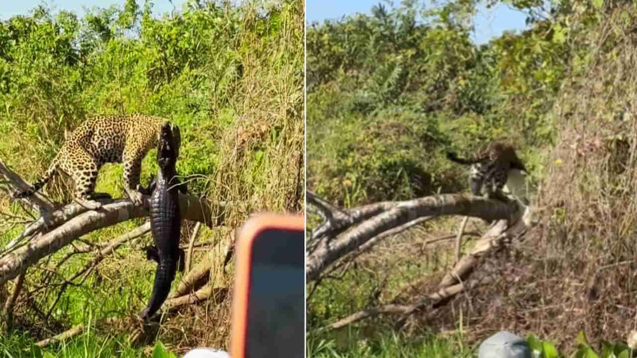 Viral Video: వామ్మో చిరుతకు ఇంత శక్తా.. ఎర మొసలిని చెట్టుమీదకి తరలిస్తున్న చిరుత.. ఇంటర్నెట్లో సంచలనం ఈ వీడియో