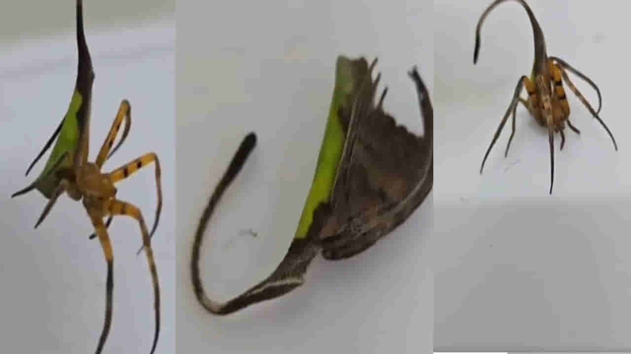 Viral Video: ప్రపంచంలో ఎనిమిదో వింత ఈ కీటకం.. ఆకులో ఆకుగా.. వీడియో చూస్తే స్టన్ అవుతారు