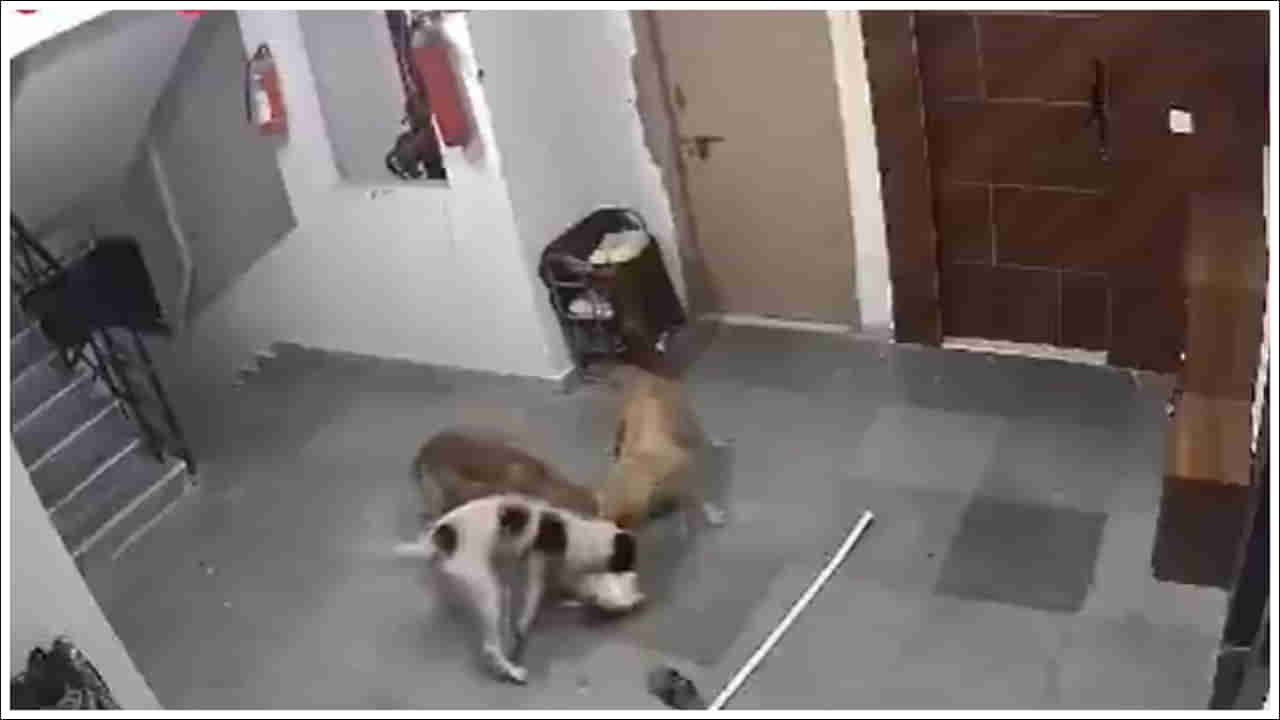Viral Video: దారుణం.. ఇంట్లో దూరిన వీధి కుక్కులు.. పెంపుడు కుక్కను ఎలా చంపాయో చూడండి.. షాకింగ్‌ వీడియో