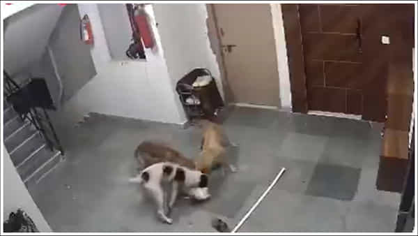 Viral Video: దారుణం.. ఇంట్లో దూరిన వీధి కుక్కులు.. పెంపుడు కుక్కను ఎలా చంపాయో చూడండి.. షాకింగ్ వీడియో