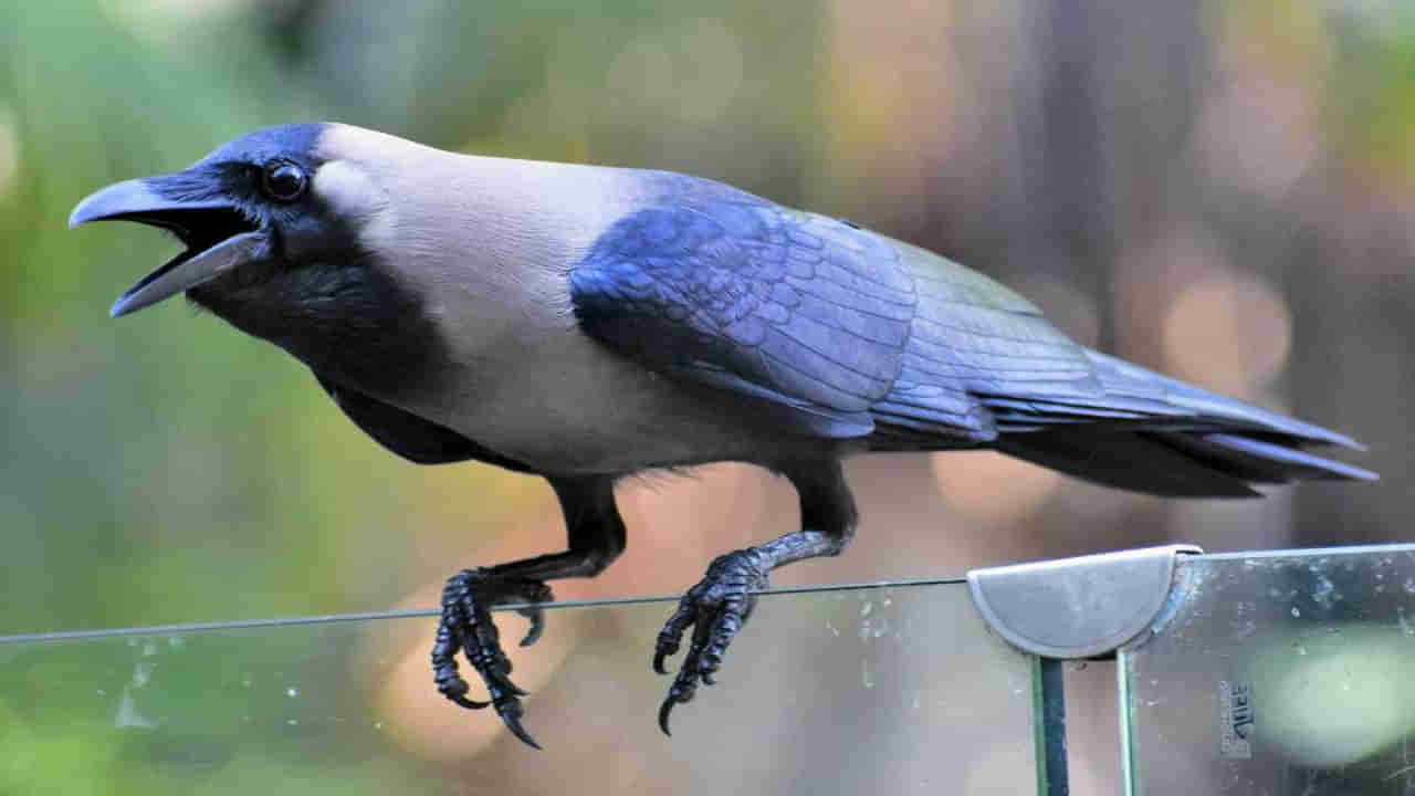 Crow signs: చెడు నుంచి మంచి సంకేతాల వరకు.. కాకి శకునం గురించి మీకు తెలుసా!