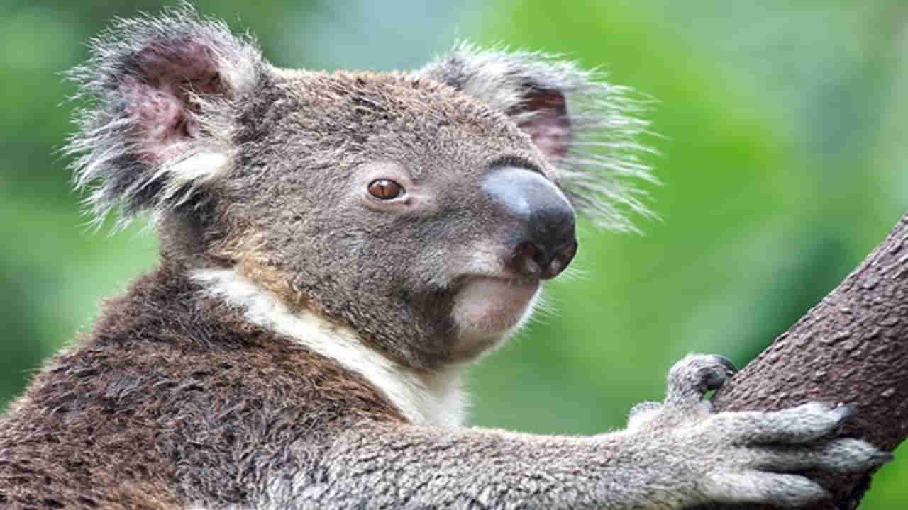Koala Facts: ఎలుగుబంటి కాదు.. ఈ చిత్రమైన జీవులకు ఉండే ఆశ్చర్యకరమైన అలవాట్లివి..