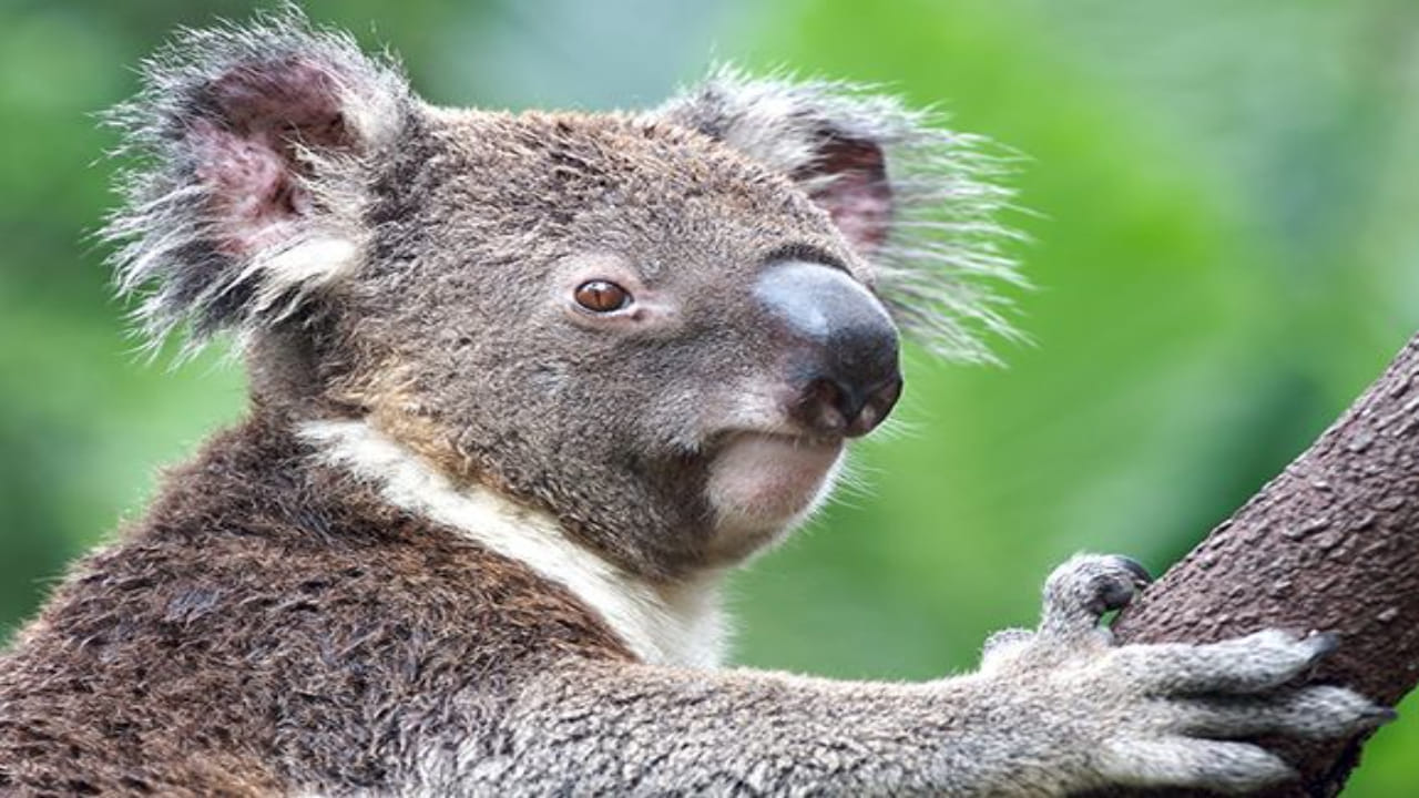 Koala Facts: ఎలుగుబంటి కాదు.. ఈ చిత్రమైన జీవులకు ఉండే ఆశ్చర్యకరమైన అలవాట్లివి..
