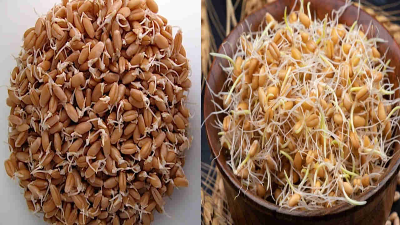 Wheat Sprouts: స్త్రీల గర్భాశయానికి ఓ వరం గోధుమ మొలకలు.. ఎలా చేసుకోవాలి? ఎంత పరిమాణంలో తినాలంటే..