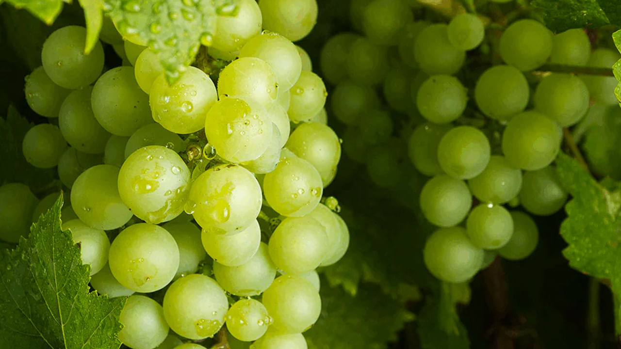 గర్భధారణలో ఇబ్బందులు- ద్రాక్షలో పాలీఫెనాల్ అనే మూలకం ఉంటుంది. దీని కారణంగా, పుట్టబోయే బిడ్డలో ప్యాంక్రియాటిక్ సమస్యలు కనిపిస్తాయి. గర్భధారణ సమయంలో ద్రాక్షను ఎక్కువగా తినడం వల్ల గర్భధారణ మధుమేహం వచ్చే ప్రమాదం కూడా పెరుగుతుంది.