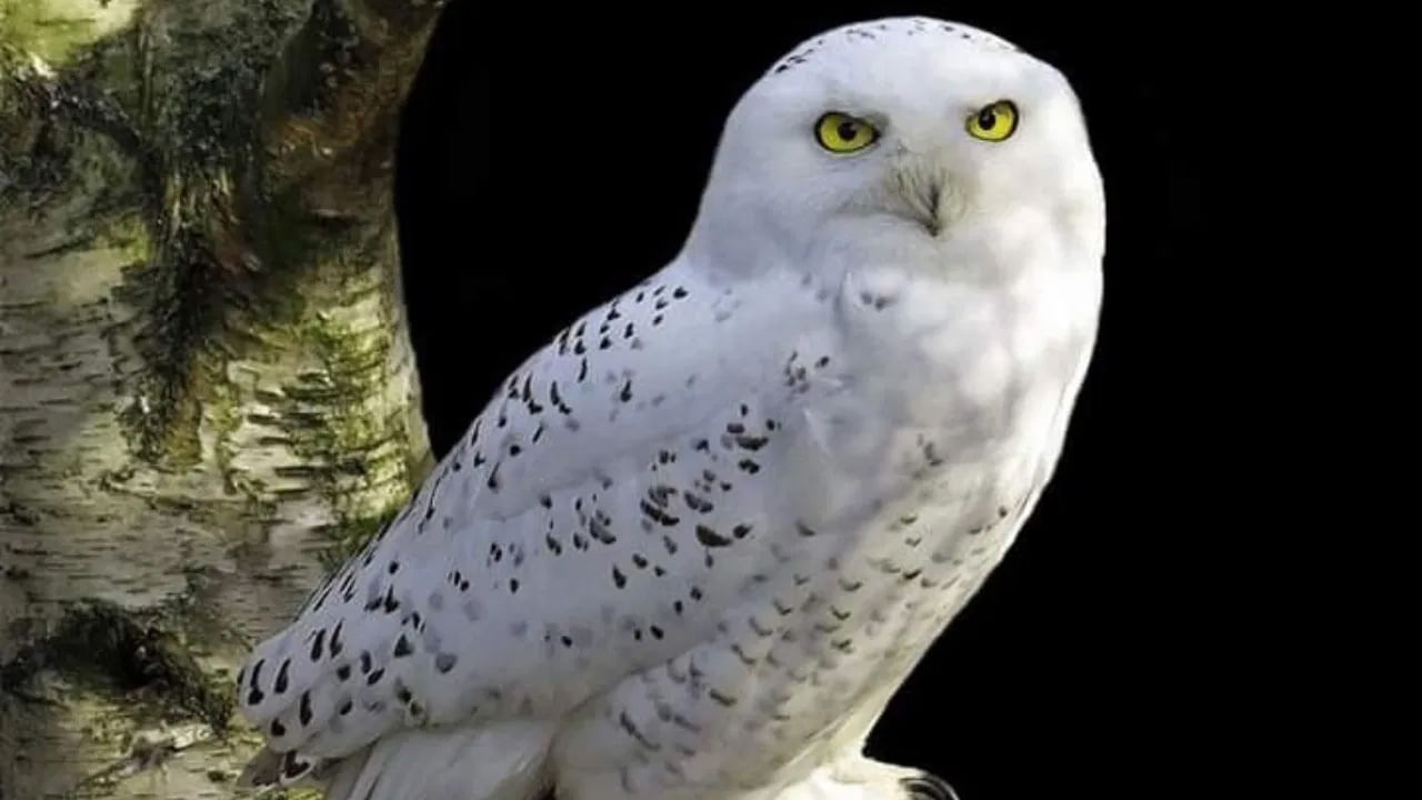 తెల్ల గుడ్లగూబను లక్ష్మీ దేవి వాహనంగా భావిస్తారు. కనుక దానిని చూడటం సంపద , శ్రేయస్సుకు చిహ్నంగా పరిగణించబడుతుంది. రాత్రి సమయంలో గుడ్లగూబ మీ దారిని దాటి వెళ్తే.. దీనికి అర్ధం.. మీ పెండింగ్ పని త్వరలో పూర్తవుతుందని ఒక నమ్మకం ఉంది.