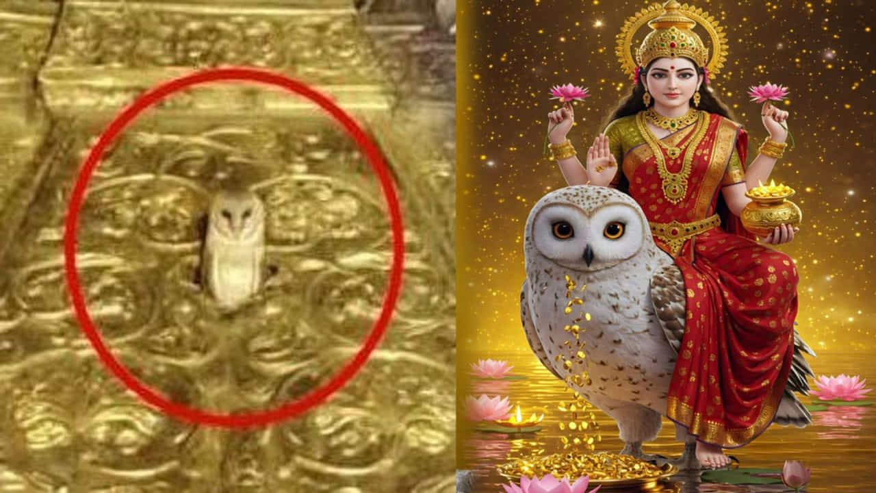హిందూ మతంలో గుడ్లగూబకి విశిష్ట స్థానం ఉంది. గుడ్ల గూబని లక్ష్మీ దేవి వాహనంగా పరిగణిస్తారు. దీని దృష్టి చాలా శుభప్రదంగా పరిగణించబడుతుంది. ప్రజలు ఎప్పుడైనా రాత్రి సమయంలో తెల్ల గుడ్లగూబను చూసినప్పుడు.. అది శుభమా లేక అశుభదాయకమా అని ఆలోచిస్తారు. ఈ రోజు శకున శాస్త్రం ప్రకారం రాత్రి సమయంలో తెల్ల గుడ్లగూబను చూడటం దేనిని సూచిస్తుందో తెలుసుకుందాం.