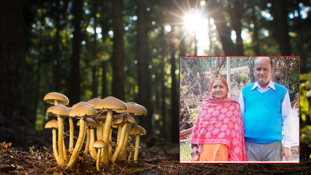 అడవిలో పుట్టగొడుగులు తెచ్చుకుని వండుకుని తిన్న వృద్ధ జంట.. కాసేపటికే