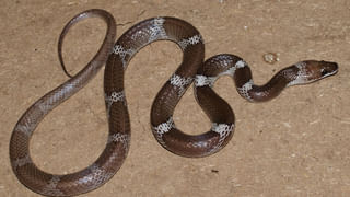 కీర్తి అందం చూస్తే ఫిదా అవ్వాల్సిందే..చీరలో ఎంతబాగుందో..