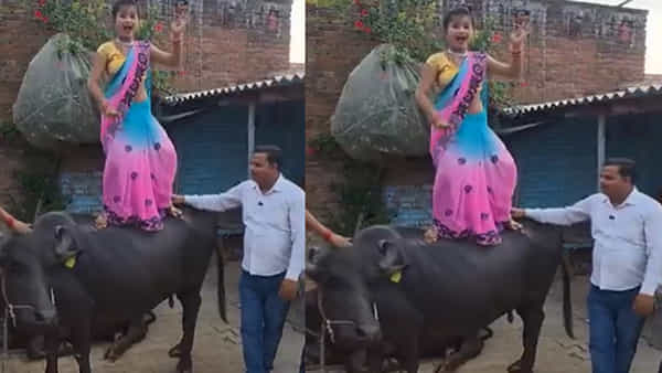 Viral Video: పిచ్చి పీక్స్కు చేరిందంటే ఇదేనేమో.. గేదెపై నిలబడి డ్యాన్స్.. చివరకు.. వీడియో వైరల్
