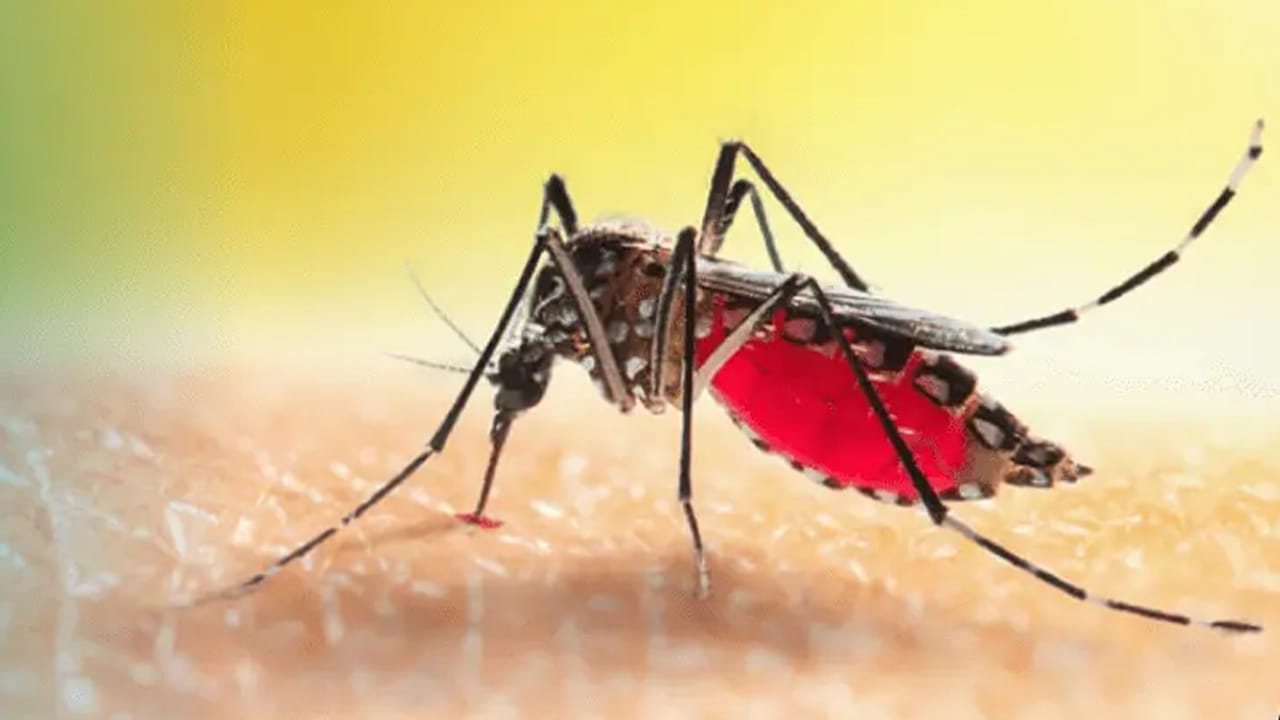 Butuca వాయమ్మో.. దోమ కాటు వల్ల HIV వైరస్ వ్యాపిస్తుందా..? అసలు నిజం ఇదే ...