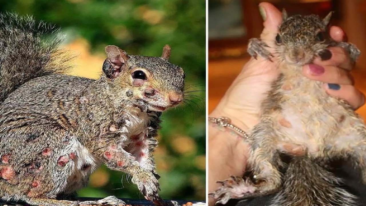 వామ్మో..! మొన్నటి వరకు గబ్బిలాలు.. ఇప్పుడు ఉడుతలు.. భయపెడుతున్న కొత్త వైరస్!