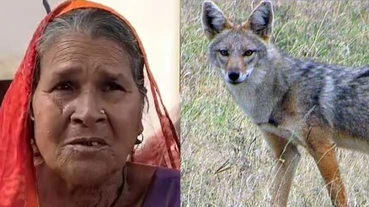 65 ఏళ్ల ఆడపులి.. చీర కొంగుతోనే నక్కను నరకానికి పంపింది.. అసలేం జరిగిందంటే..?