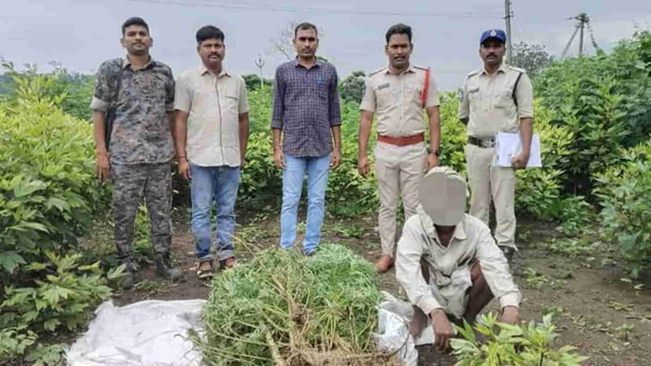 Telangana: ఆ చేను నుంచి అదో మాదిరి వాసన.. సమాచారంతో పోలీసులు వెళ్లి చూడగా..