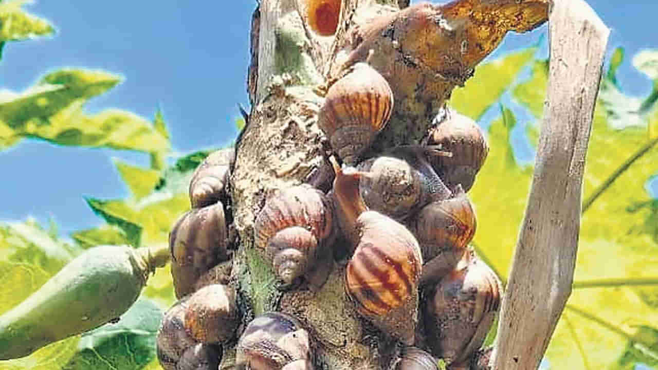 వామ్మో ఇవి మామూలు నత్తలు కావట..! రైతుల పంటలను నాశనం చేస్తున్న ఆఫ్రికన్ నత్తలు..