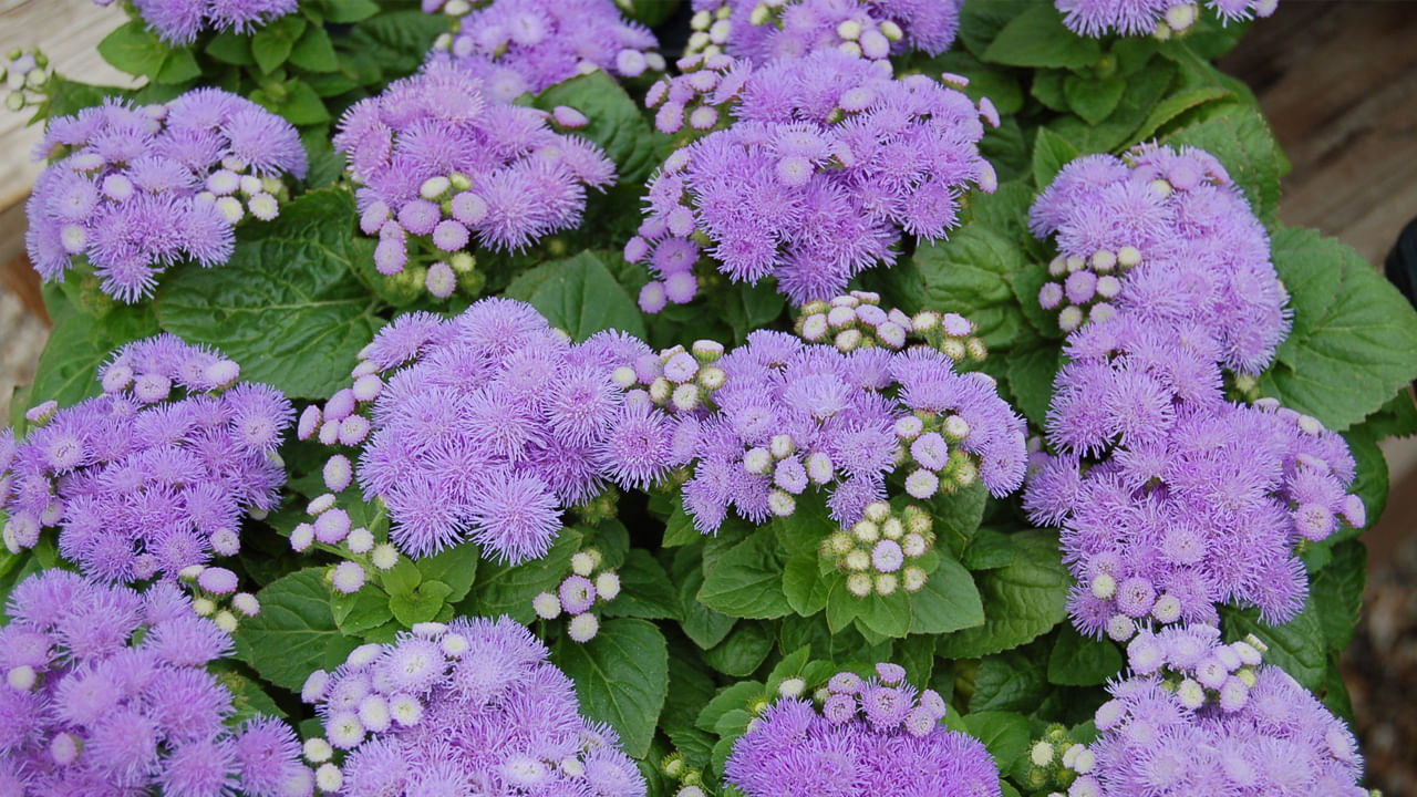 Ageratum