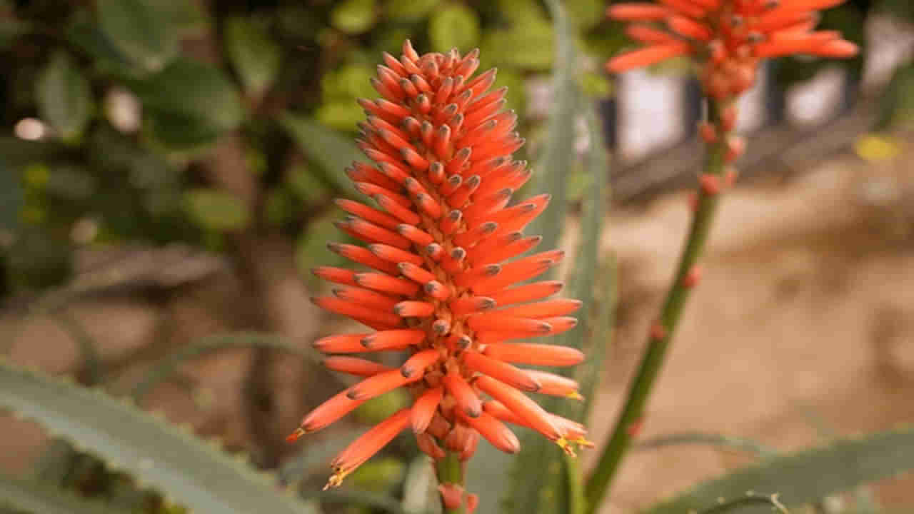 ఏడాదికి ఒక్కసారి మాత్రమే పూసే ఈ పువ్వు మీ అదృష్టానికి చిహ్నం..! సంపదను ఆకర్షిస్తుందట..