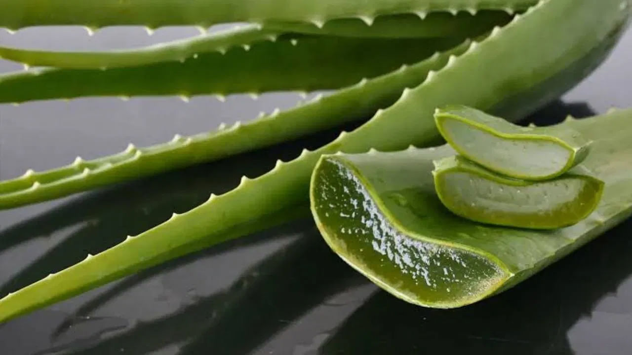Aloevera