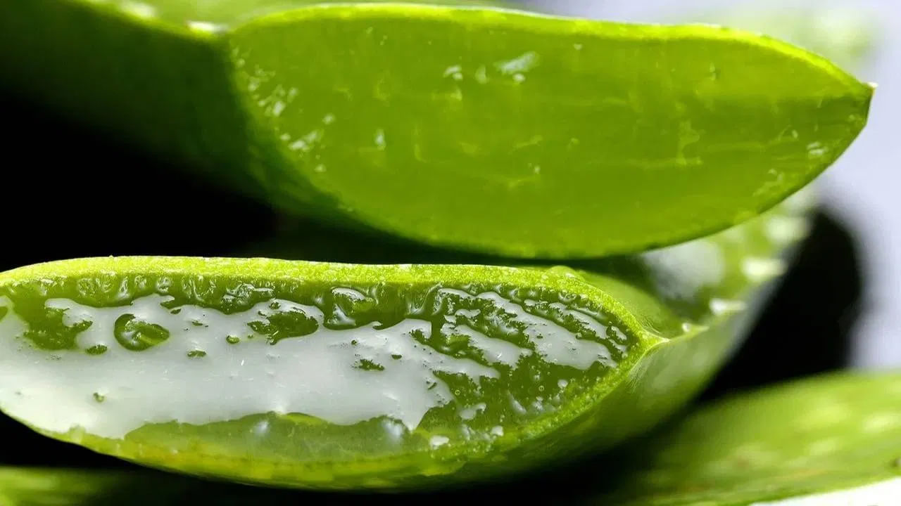 Aloevera 2
