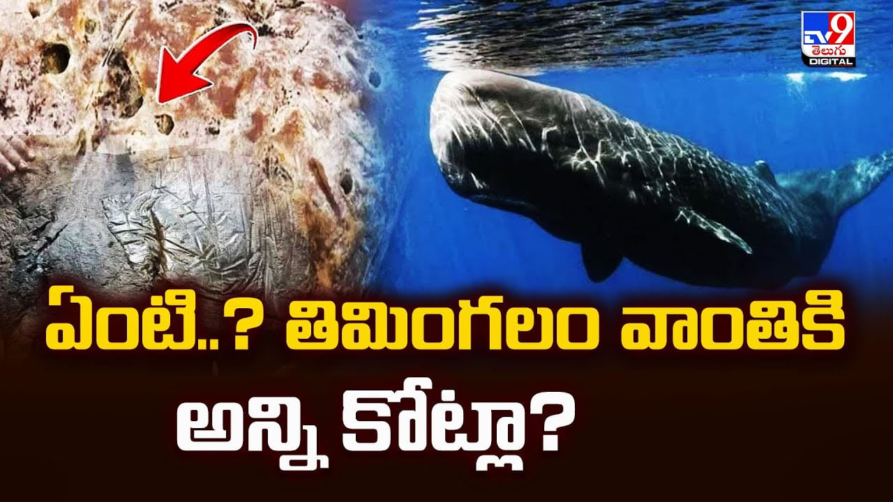 Ambergris: ఏంటి..? తిమింగలం వాంతికి అన్ని కోట్లా?