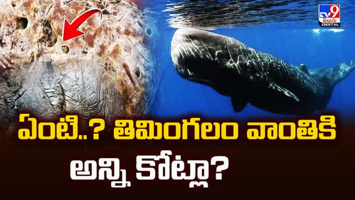 Ambergris: ఏంటి..? తిమింగలం వాంతికి అన్ని కోట్లా? Ambergris: ఏంటి..? తిమింగలం వాంతికి అన్ని కోట్లా?