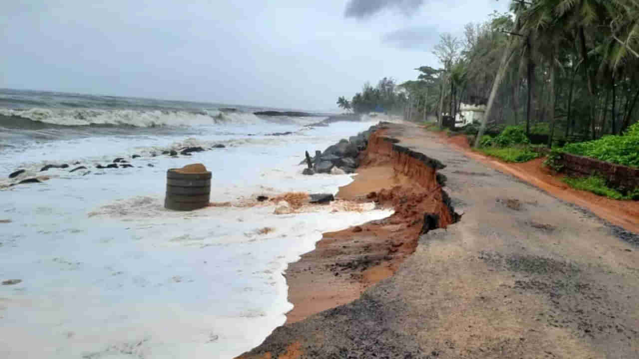 Andhra Pradesh: భలే ఆలోచన.. ఏపీ తీర ప్రాంతానికి తాటి కవచం..