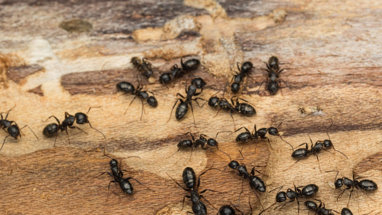 నారింజ తొక్కలు కూడా చీమల్ని ఇంట్లోంచి తరిమి కొట్టడంలో ఉపయోగపడతాయి. ఇంట్లో ఎక్కువగా చీమలు తిరిగే చోట ఈ తొక్కలను ఉంచితే దరిదాపుల్లో కనిపించవు. నిమ్మకాయ తొక్కలు కూడా పెట్టవచ్చు. ఈ వాసనకు ఇంట్లోకి చీమలు రావడం తగ్గిస్తాయి.