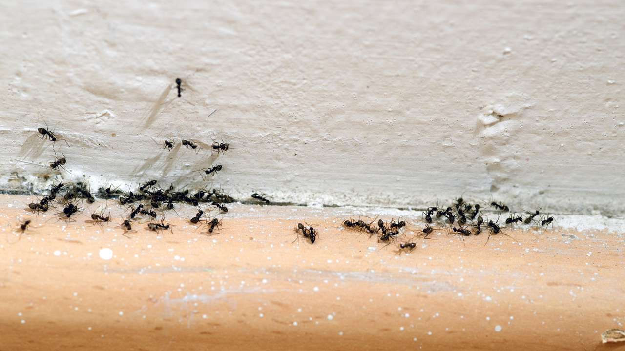 అదే విధంగా పుదీనా ఆకులను ఉంచడం వల్ల కూడా చీమలు మీ ఇంటికి రావు. వీడిని బాగా ఎండబెట్టి.. చీమలు తిరిగే ప్రదేశంలో ఉంచితే ఇంట్లోకి నుంచి తుర్రుమంటాయి. అలాగే యాపిల్ సైడర్ వెనిగర్ నీటిలో కలిపి కూడా స్ప్రే చేయడం వల్ల కూడా చీమలు పూర్తిగా తగ్గుతాయి.