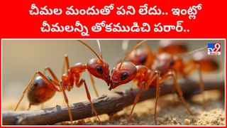 బిగ్ బాస్ 9 ప్రియాశెట్టి నటించిన సినిమా ఏదో తెలుసా? ఏకంగా రౌడీ హీరోతోనే..