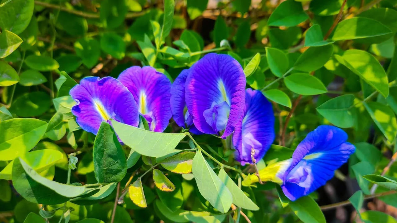 వాస్తు శాస్త్రం ప్రకారం ఏ ఇంట్లో అపరాజిత మొక్క ఉంటుందో.. ఆ ఇంట్లో లక్ష్మీదేవి నివసిస్తుందని నమ్ముతారు. ఆ మొక్కను సరైన దిశలో నాటాలి. అంతేకాదు శ్రీ మహాలక్ష్మితో పాటు, అపరాజిత మొక్క విష్ణువు, శనీశ్వరుడు, శివుడికి కూడా చాలా ప్రియమైనది. ఈ మొక్క ఇంట్లో ఆనందం, శాంతి, శ్రేయస్సును తీసుకురావడంలో కూడా సహాయపడుతుంది. అపరాజిత మొక్కను ఏ దిశలో? ఎప్పుడు నాటడం శుభప్రదం? ఏ దిశలో నాటడం అశుభమో తెలుసుకోండి..