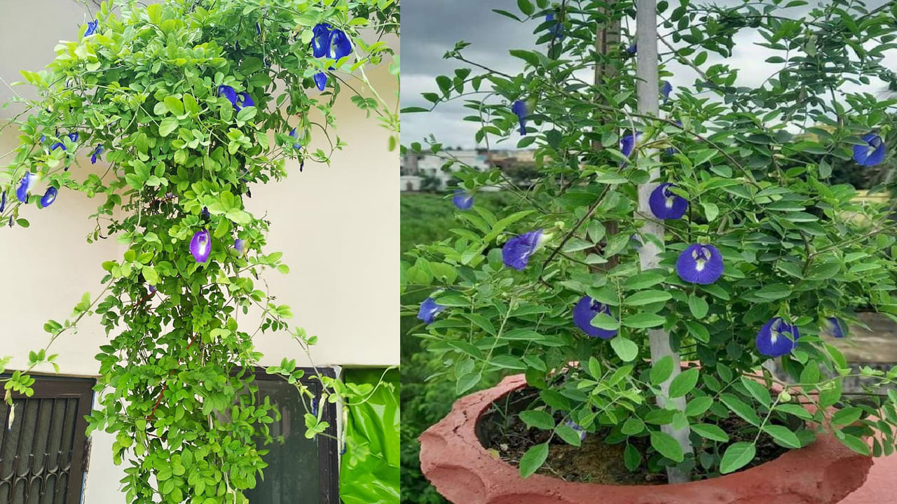 వాస్తు శాస్త్రం ప్రకారం ఇంట్లో పెట్టుకునే వస్తువు సానుకూల లేదా ప్రతికూల శక్తిని ఉత్పత్తి చేస్తుంది. అందుకనే వాస్తు నియమాలను పాటించాలి. దీనితో పాటు వాస్తు శాస్త్రంలో చెట్లు, మొక్కల గురించి అనేక నియమాలు కూడా చెప్పబడ్డాయి. ఇంట్లో ఏ చెట్లు, మొక్కలు నాటడం శుభప్రదం.. ఏవి నాటడం వల్ల ఇంట్లో వాస్తు దోషాలు,పేదరికం కలుగుతాయనే విషయాలు పెర్కొనది. ఈ రోజు అపరాజిత మొక్కకి సంబంధించిన వాస్తు నియమాలను గురించి తెలుసుకుందాం..