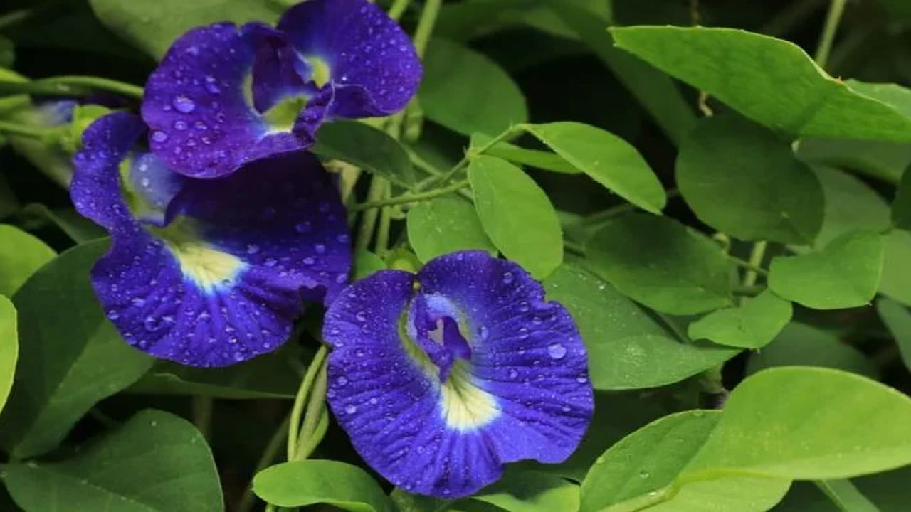 ఇంట్లో అపరాజిత మొక్కకు ఉత్తమ దిశ: వాస్తు శాస్త్రం ప్రకారం అపరాజిత మొక్కను నాటేటప్పుడు దిశను గుర్తుంచుకోవాలి. దీనిని ఎల్లప్పుడూ గణేశుడు, లక్ష్మి దేవి, కుబేరుడు నివసించే దిశలో నాటాలి. ఇంటి తూర్పు, ఉత్తరం లేదా ఈశాన్య దిక్కులో అపరాజిత మొక్కను నాటడం శుభప్రదం. ఈ దిశలో అపరాజిత మొక్కను నాటడం వల్ల ఆనందం, శ్రేయస్సుతో పాటు సంపద, శ్రేయస్సు పెరుగుతుంది.