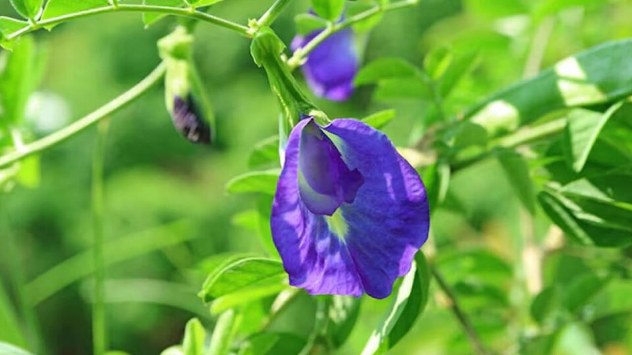 ఇంటి ప్రధాన ద్వారం వద్ద ఉంచడం శుభప్రదం: వాస్తు శాస్త్రం ప్రకారం ఇంటి ప్రధాన ద్వారం కుడి వైపున అపరాజిత మొక్కను నాటడం శుభప్రదంగా పరిగణించబడుతుంది.