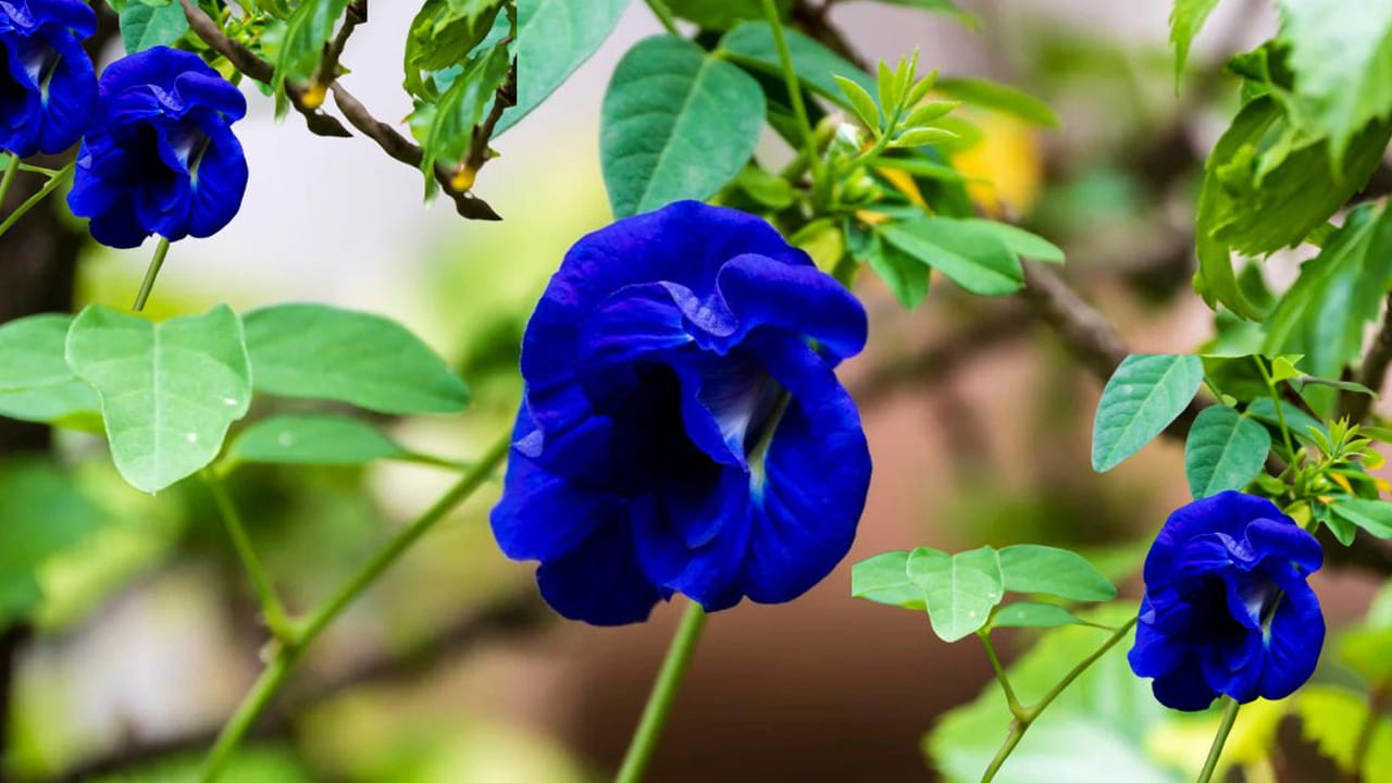 అపరాజిత మొక్కను ఏ దిశలో నాటవద్దంటే: వాస్తు శాస్త్రం ప్రకారం అపరాజిత మొక్కను ఇంటికి దక్షిణం లేదా పశ్చిమ దిశలో ఎప్పుడూ నాటకూడదు. అలా చేయడం వల్ల ఇంట్లో ప్రతికూల శక్తి ప్రవాహాన్ని పెంచుతుంది. జీవితంలో అనేక సమస్యలను కలిగిస్తుంది.