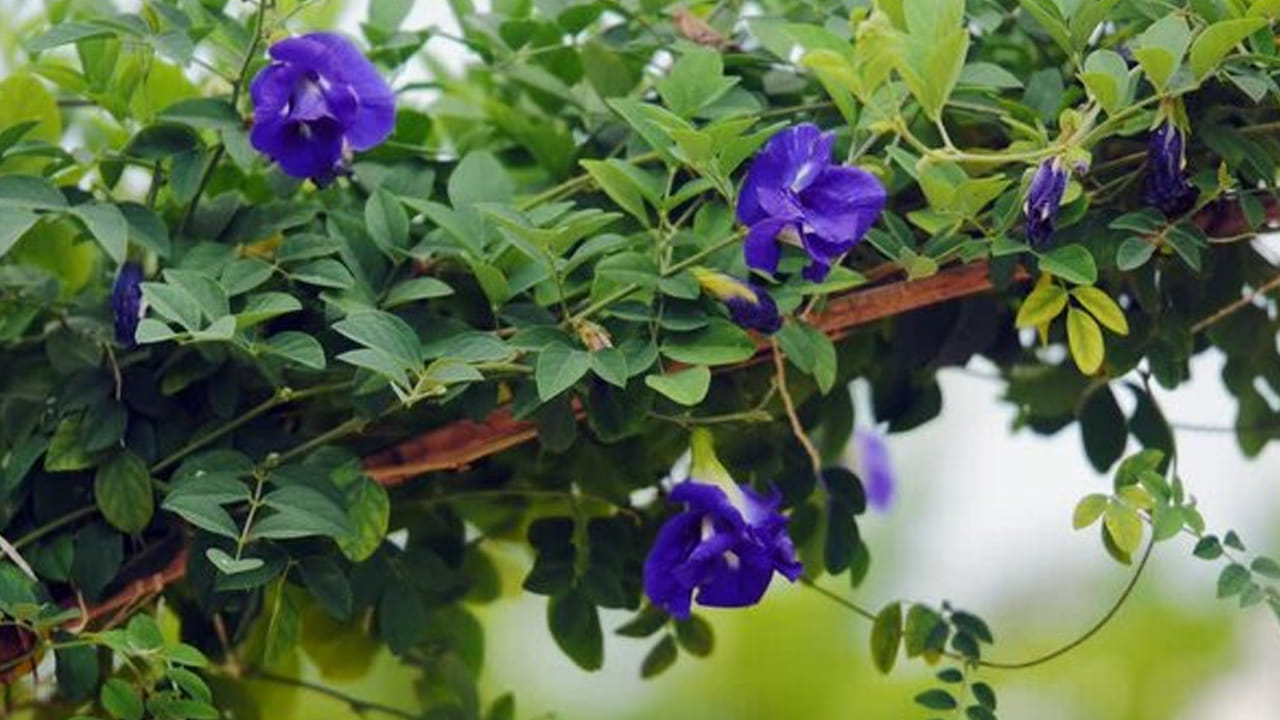 శనివారం నాడు అపరాజిత మొక్కను నాటడం ద్వారా మీరు చాలా ప్రయోజనాలను పొందవచ్చని నమ్ముతారు. దీనితో పాటు శనిశ్వరుడిని పూజించేటప్పుడు అపరాజిత పువ్వును సమర్పించడం వల్ల శని దేవుడి చెడు దృష్టి మీపై పడకుండా నిరోధిస్తుంది. శని దోషం నుంచి ఉపశమనం లభిస్తుంది.