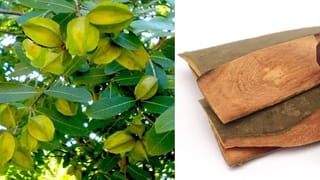 Health Tips: చపాతీలపై నెయ్యి వేసుకుని తింటున్నారా..? శరీరంలో ఏం జరుగుతుందో తెలిస్తే..