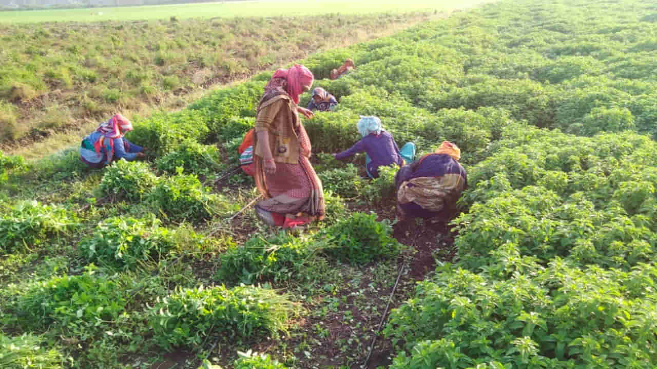 ఈ ఔషధ సాగుతో లాభాలు అధికం..! అతి తక్కువ వర్షంతో పండే ఎడారి పంట.. ఎకరాకు రూ.1.25లక్షల లాభం