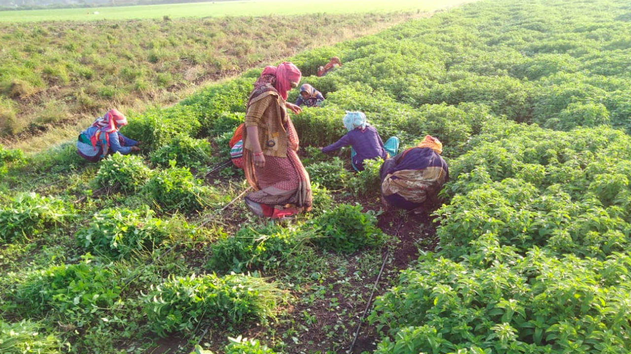 ఈ ఔషధ సాగుతో లాభాలు అధికం..! అతి తక్కువ వర్షంతో పండే ఎడారి పంట.. ఎకరాకు రూ.1.25లక్షల లాభం