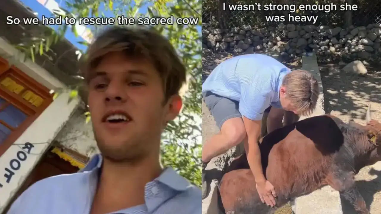 Video: గోమాతను రక్షించిన ఆస్ట్రేలియన్ కుర్రాడు! చేతికి గాయమైనా..