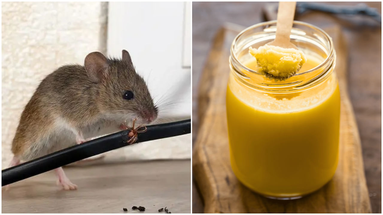 Rat Repellent: చంపకుండానే 24 గంటల్లో ఎలుకలను తరిమికొట్టే సీక్రెట్.. తెలిస్తే షాక్ అవుతారు!