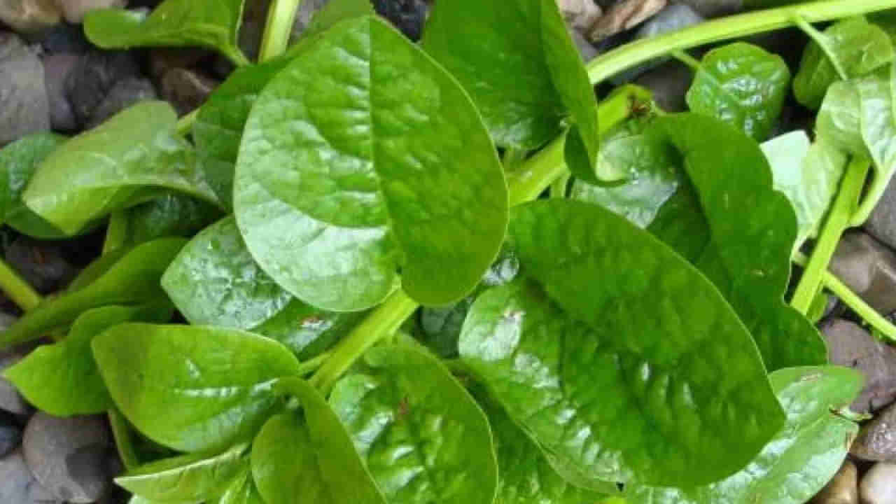 బచ్చలికూర ఆరోగ్య ప్రయోజనాలు తెలిస్తే అస్సలు వదులుకోరు!