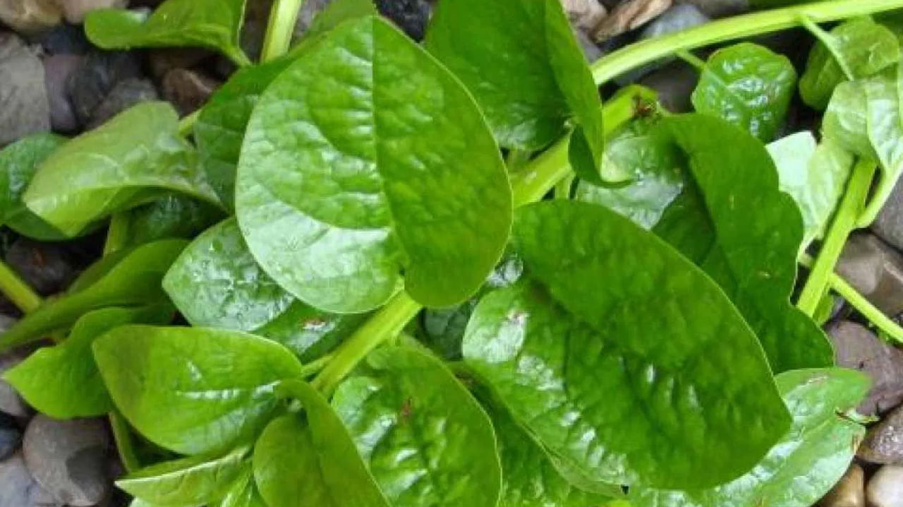 బచ్చలికూర ఆరోగ్య ప్రయోజనాలు తెలిస్తే అస్సలు వదులుకోరు!