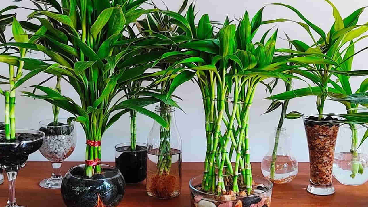 Vastu Tips: ఇంట్లో వెదురు మొక్కని పెంచుతున్నారా..? ఆ దిశలో పెడితే సంపదే సంపద..