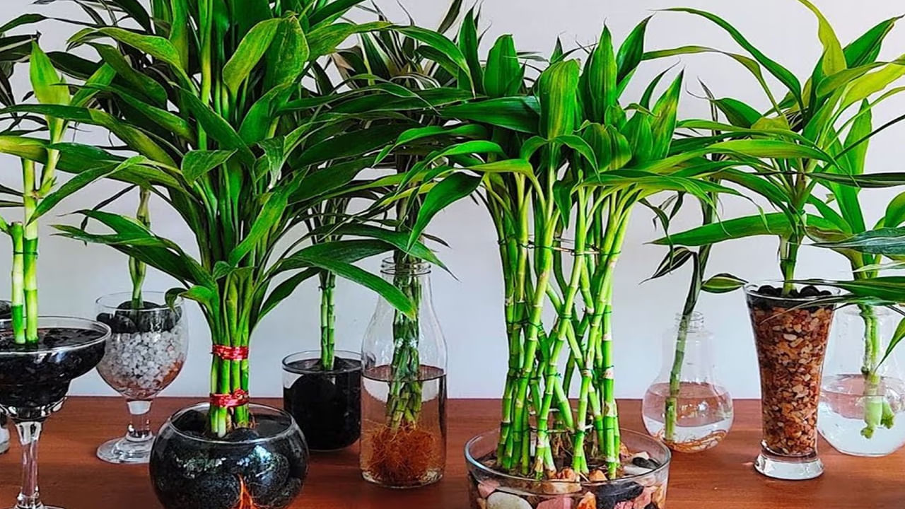 Vastu Tips: ఇంట్లో వెదురు మొక్కని పెంచుతున్నారా..? ఆ దిశలో పెడితే సంపదే సంపద..