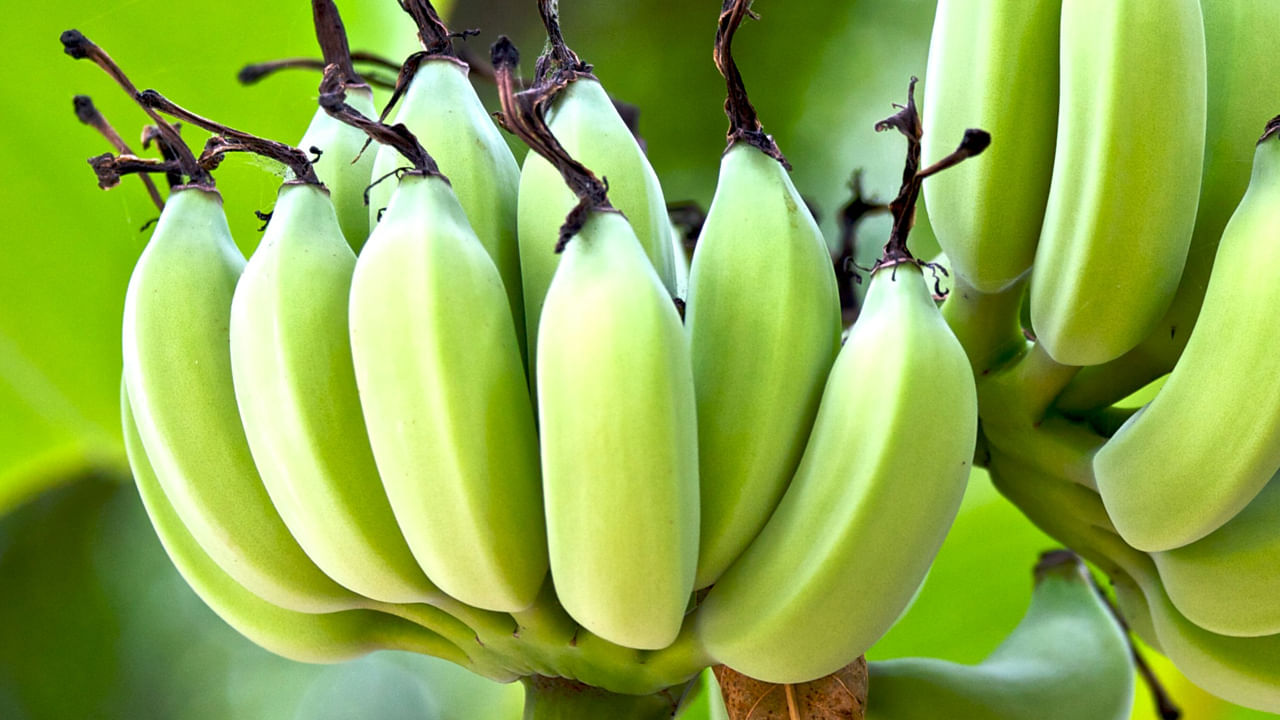 అరటి పండ్లు ఆరోగ్యానికి చాలా మంచిది. ఇందులో  పొటాషియం, ఫైబర్ వంటి పోషకాలు ఎక్కువగా ఉంటాయి. అంతే కాకుండా ఇవి ఆరోగ్యానికి చాలా మంచిది. ప్రోటీన్ కూడా ఉంటుంది. అలాగే ఇవి అలసట, బలహీనతను తగ్గించి శరీరానికి తక్షణ శక్తిని అందిస్తాయి. అందుకే చాలా మంది అరటి పండు తినడానికి ఎక్కువ మక్కువ చూపిస్తారు. మరీ ముఖ్యంగా ఉందయం బ్రేక్ ఫాస్ట్‌లో అరటి పండు తినడం చాలా మంచిదంటారు.