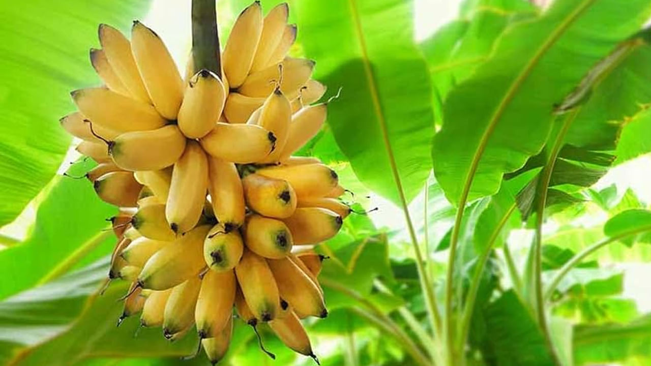  ఇక పిల్లల నుంచి పెద్దల వరకు అందిరికీ ఇష్టమైన ,చవకౌన పండు ఏదైనా ఉందంటే అది అరటి పండు మాత్రమే. వీటిని ఎక్కువగా తోటలో పెంచుతారు. కానీ మన పెరట్లో కూడా ఈ చెట్టును పెంచుకోవచ్చు. ఈ చెట్టు తక్కువ ప్లేస్‌ను తీసుకున్నప్పటికీ ఎక్కువ పండ్లను అందిస్తుంది. (NOTE: ఇందులోని అంశాలు కేవలం అవగాహన కోసం మాత్రమే. నిపుణులు అందించిన సమాచారం ప్రకారం ఇక్కడ తెలియజేయడమైనది. ఆరోగ్యరీత్యా ఎలాంటి సమస్యలు ఉన్నానేరుగా వైద్య నిపుణులను సంప్రదించడం మంచిది) 