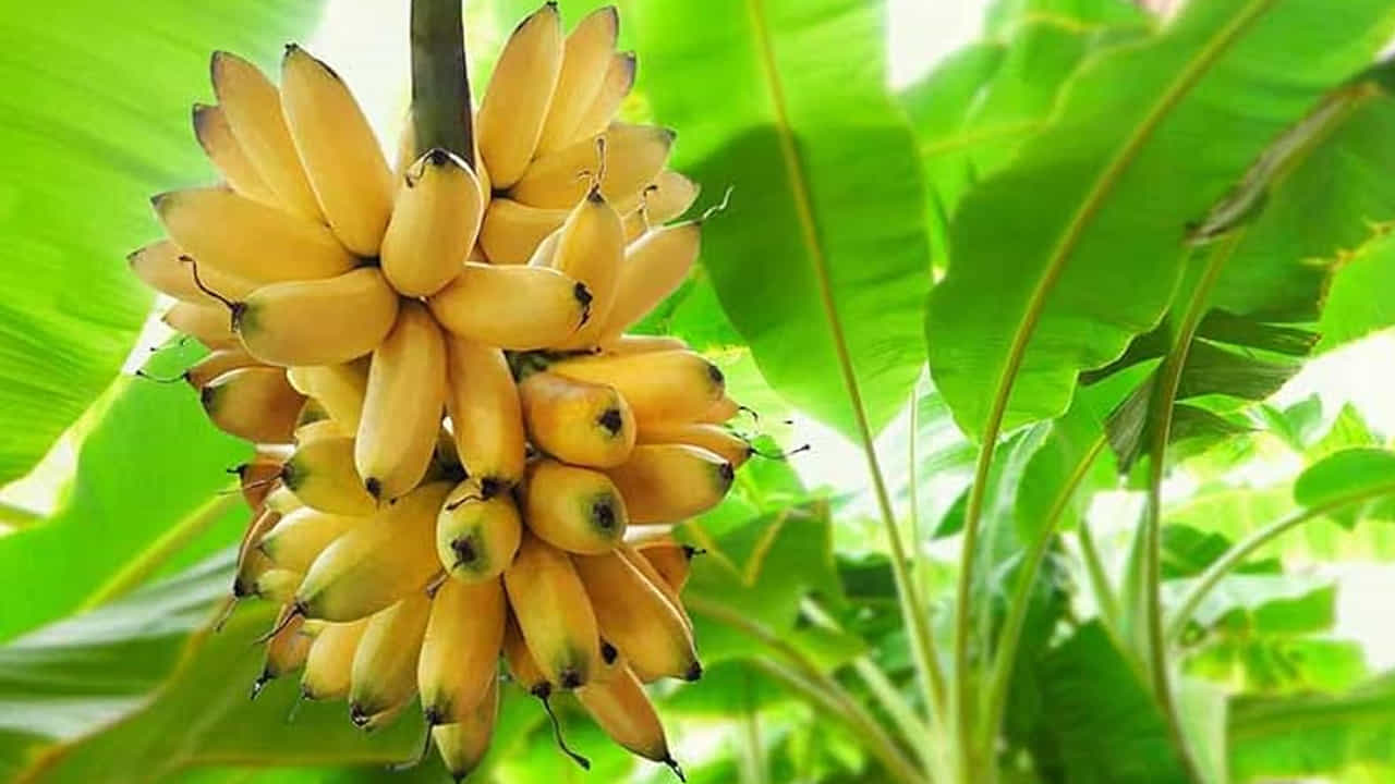  ఇక పిల్లల నుంచి పెద్దల వరకు అందిరికీ ఇష్టమైన ,చవకౌన పండు ఏదైనా ఉందంటే అది అరటి పండు మాత్రమే. వీటిని ఎక్కువగా తోటలో పెంచుతారు. కానీ మన పెరట్లో కూడా ఈ చెట్టును పెంచుకోవచ్చు. ఈ చెట్టు తక్కువ ప్లేస్‌ను తీసుకున్నప్పటికీ ఎక్కువ పండ్లను అందిస్తుంది. (NOTE: ఇందులోని అంశాలు కేవలం అవగాహన కోసం మాత్రమే. నిపుణులు అందించిన సమాచారం ప్రకారం ఇక్కడ తెలియజేయడమైనది. ఆరోగ్యరీత్యా ఎలాంటి సమస్యలు ఉన్నానేరుగా వైద్య నిపుణులను సంప్రదించడం మంచిది) 