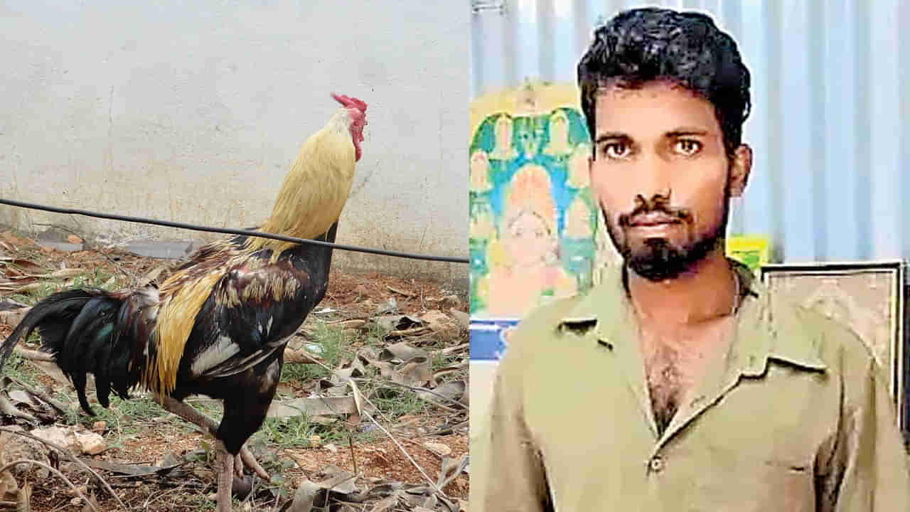 అల్లుడి కోసం కోడి కూర వండాలని.. పక్కంటి కుర్రాడి ప్రాణం తీశాడు!